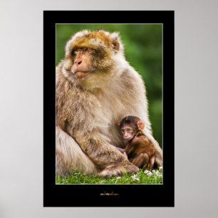 Mutter-Macaque und Baby Poster