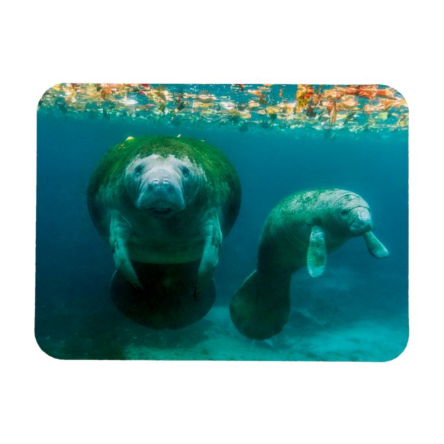 Mutter Manatee mit ihrem Kalb im Crystal River Magnet (Horizontal)