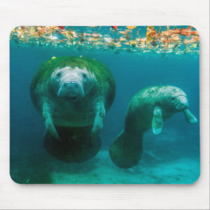 Mutter Manatee mit ihrem Kalb im Crystal River Mousepad