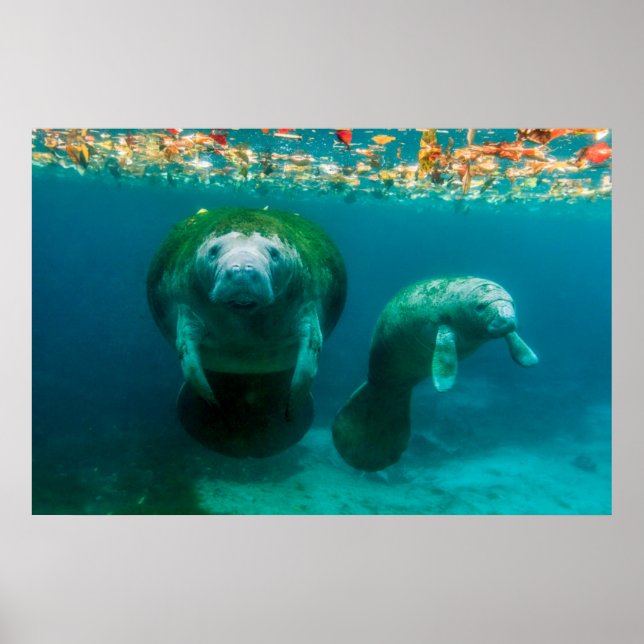 Mutter Manatee mit ihrem Kalb im Crystal River Poster (Vorne)