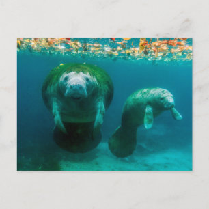 Mutter-Manati mit ihrem Kalb im Crystal River Postkarte