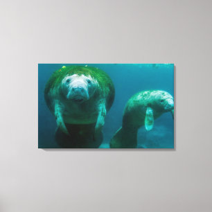 Mutter-Manati mit ihrem Kalb in Crystal River Leinwanddruck