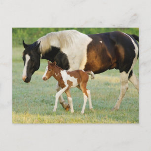 Mutter & Neugeborenes Paint Stute Postkarte
