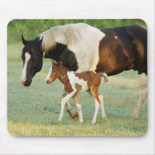 Mutter & Neugeborenes Paint Stutfohlen Mousepad