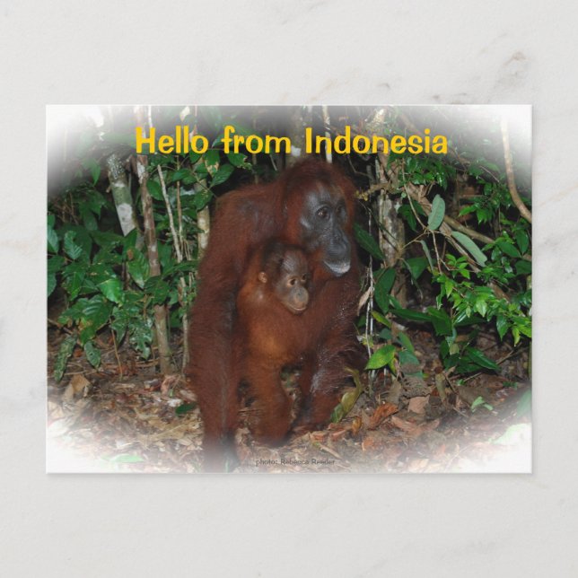 Mutter Orangutan und Baby in der Natur Postkarte (Vorderseite)