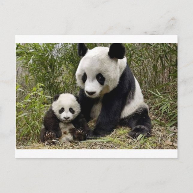 Mutter Panda mit ihrem Mund Postkarte (Vorderseite)