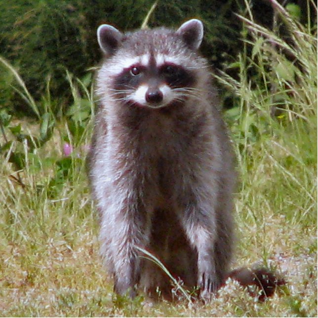 Mutter Raccoon Freistehende Fotoskulptur (Vorne)