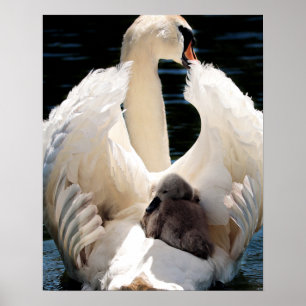 Mutter Schwan mit Cygnets (Babyschwäne) Poster