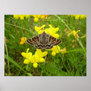 Mutter Shipton Moth Poster