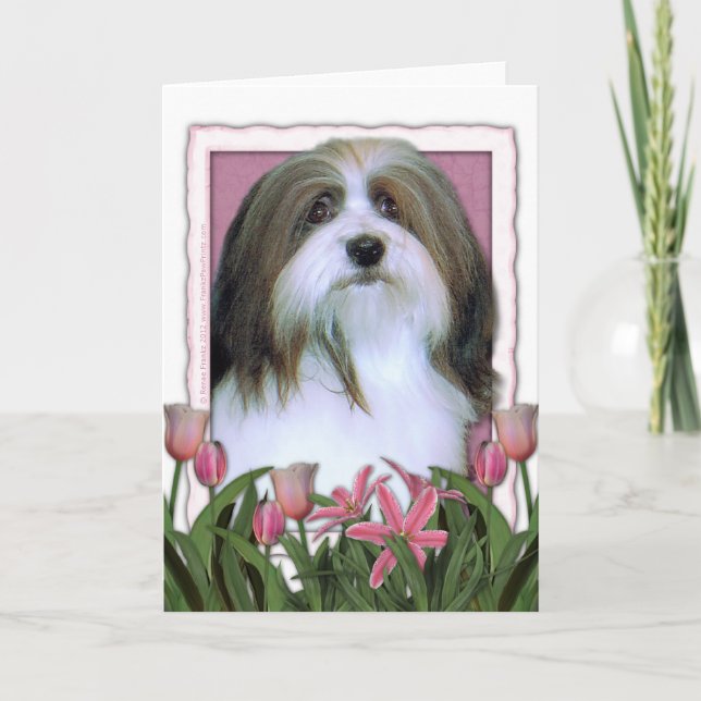 Mutter-Tag - rosa Tulpen - Havanese Karte (Vorderseite)