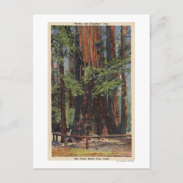 "Mutter" & "Tochter" im Big Trees Park Postkarte (Vorderseite)