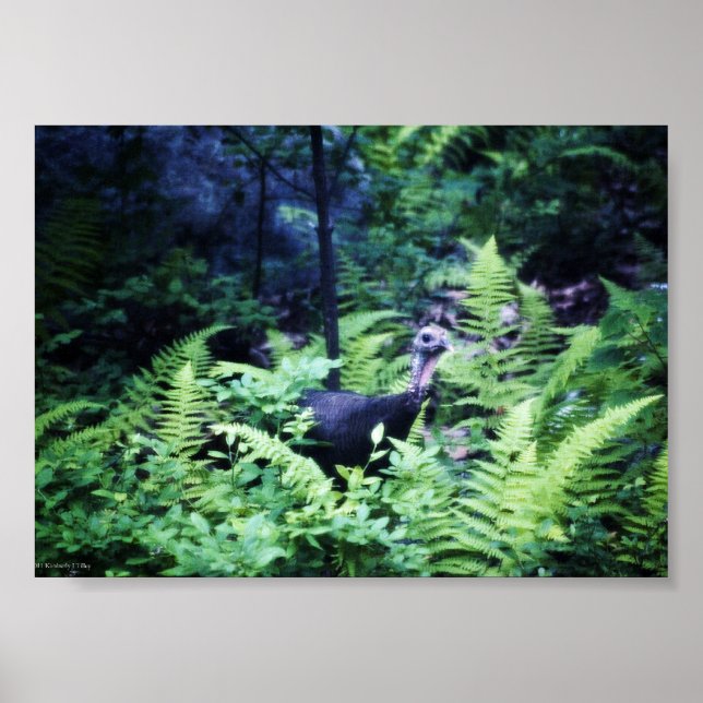 Mutter Türkei in Ferns Poster (Vorne)