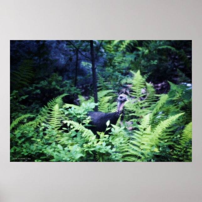 Mutter Türkei in Ferns Poster (Vorne)