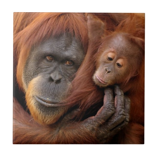 Mutter-u. Baby-Orang-Utan Fliese (Vorderseite)