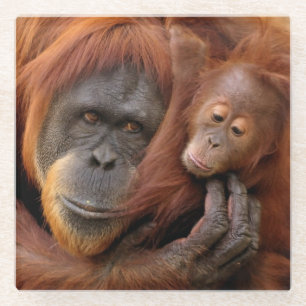 Mutter-u. Baby-Orang-Utan Glasuntersetzer