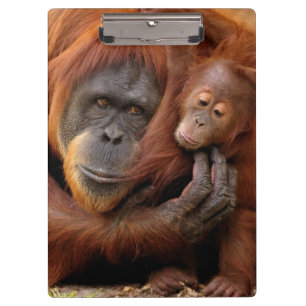 Mutter-u. Baby-Orang-Utan Klemmbrett