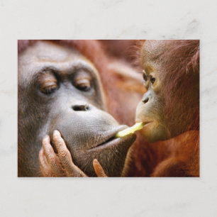 Mutter-u. Baby-Orang-Utan Postkarte