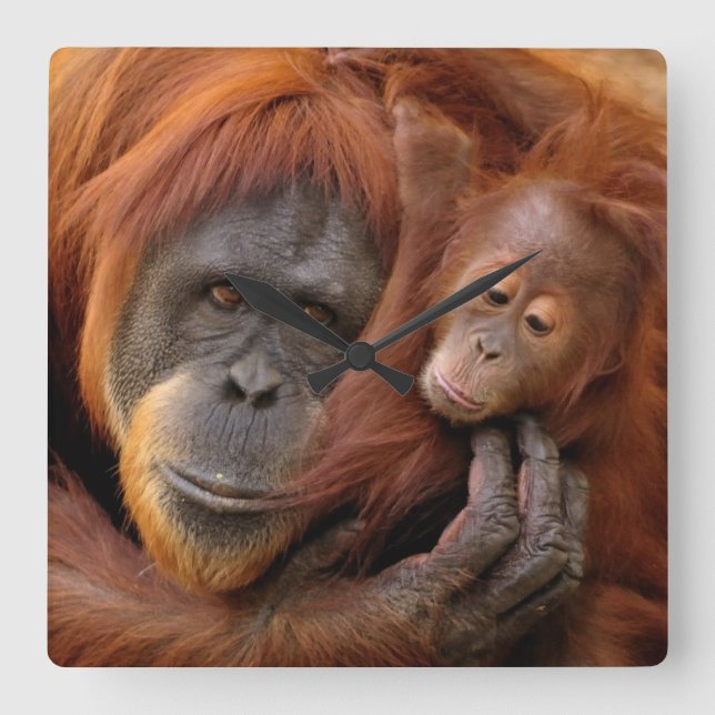 Mutter-u. Baby-Orang-Utan Quadratische Wanduhr (Vorderseite)
