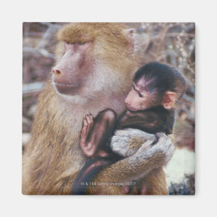 Mutter und Baby Baboon Magnet