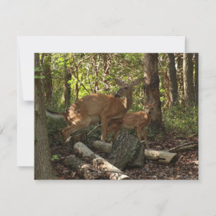 Mutter und Baby Deer im Shenandoah-Nationalpark