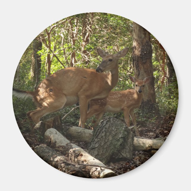 Mutter und Baby Deer im Shenandoah-Nationalpark Magnet (Vorne)