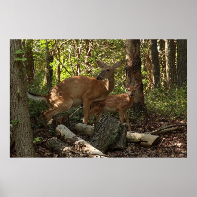 Mutter und Baby Deer im Shenandoah-Nationalpark Poster (Vorne)