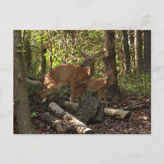 Mutter und Baby Deer im Shenandoah-Nationalpark Postkarte (Vorderseite)