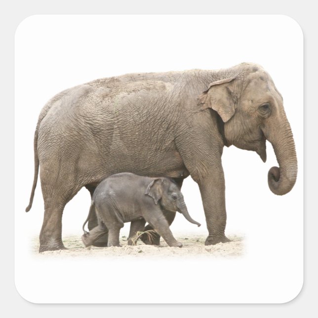Mutter und Baby Elephant Quadratischer Aufkleber (Vorderseite)