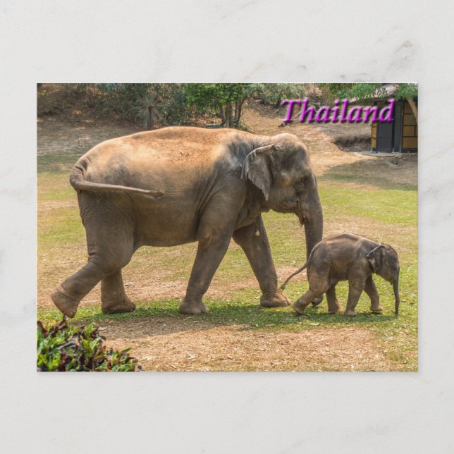 Mutter und Baby Elephant, Thailand Postkarte (Vorderseite)