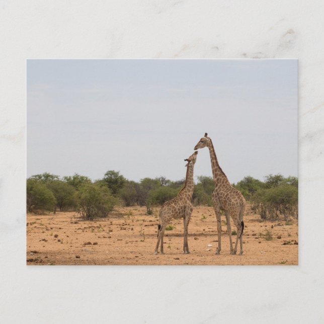 Mutter und Baby-Giraffe Postkarte (Vorderseite)