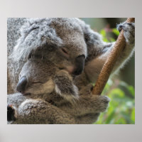 Mutter und Baby joey koalas schlafen kuscheln