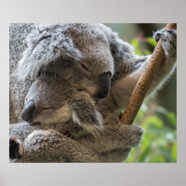 Mutter und Baby joey koalas schlafen kuscheln Poster (Vorne)