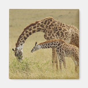 Mutter und Baby Masai-Giraffe, Giraffa Magnet
