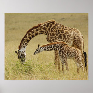 Mutter und Baby Masai Giraffe, Giraffa Poster
