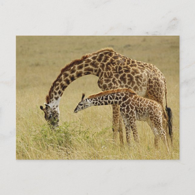 Mutter und Baby Masai Giraffe, Giraffa Postkarte (Vorderseite)