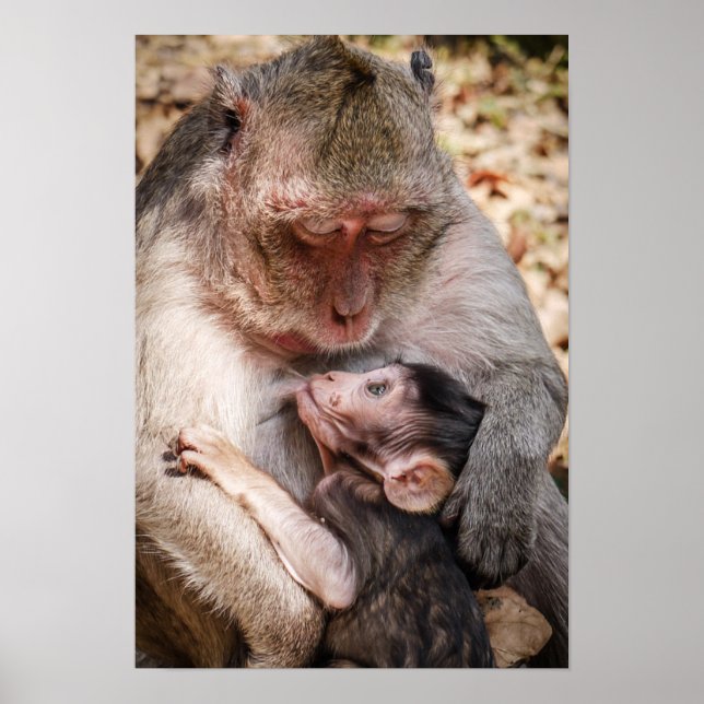 Mutter und Baby Monkey Poster (Vorne)