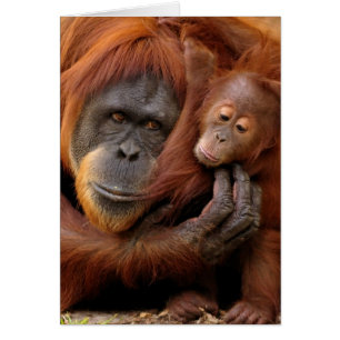Mutter und Baby Orangutan