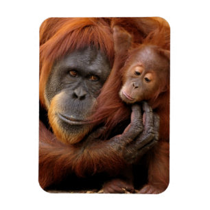 Mutter und Baby Orangutan Magnet
