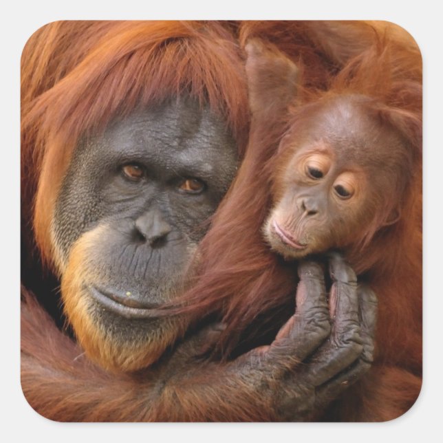 Mutter und Baby Orangutan Quadratischer Aufkleber (Vorderseite)