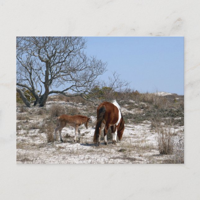 Mutter und Baby Pferd im Assateague Postkarte (Vorderseite)