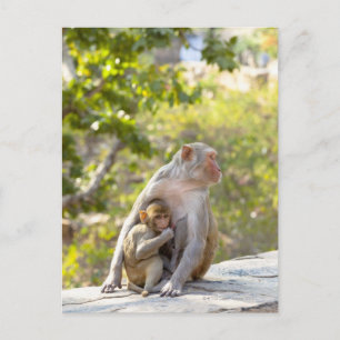 Mutter und Baby Rhesus Macaque Affen an Wand Postkarte