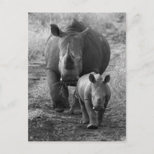 Mutter und Baby Rhino Postcard Postkarte