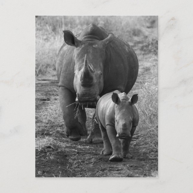 Mutter und Baby Rhino Postcard Postkarte (Vorderseite)