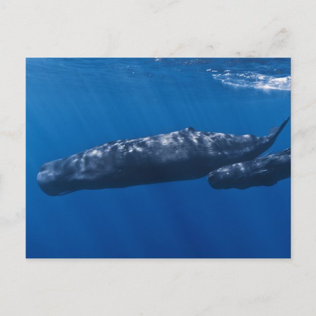 Mutter und Baby Sperm Whale Physeter macrocephalus Postkarte (Vorderseite)