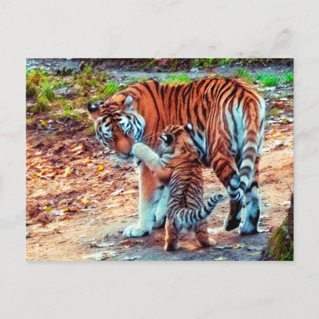 Mutter und Baby Tiger Postkarte (Vorderseite)