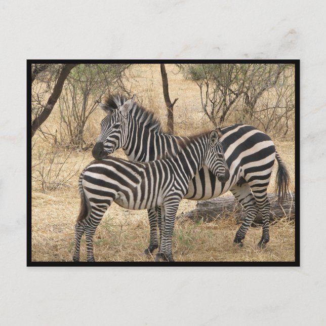 Mutter und Baby Zebra Postcard Postkarte (Vorderseite)