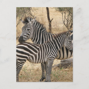 Mutter und Baby Zebra Postcard Postkarte