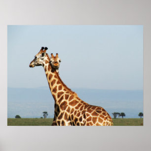 Mutter- und Babygiraffenumarmen Poster