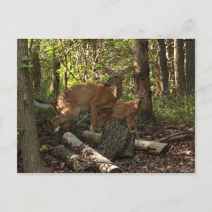 Mutter und Babyhirsch im Shenandoah National Park Postkarte