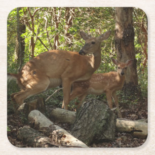 Mutter und Babyhirsch im Shenandoah National Park Rechteckiger Pappuntersetzer